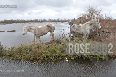 Camargue (France - Provence - Provenza) 8/09 - lagoon horses ©Graziano Arici/Rosebud2 geo spiaggia laguna cavallo bianco