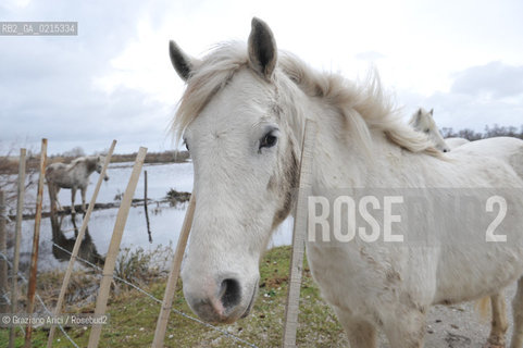 Camargue (France - Provence - Provenza) 8/09 - lagoon horses ©Graziano Arici/Rosebud2 geo spiaggia laguna cavallo bianco