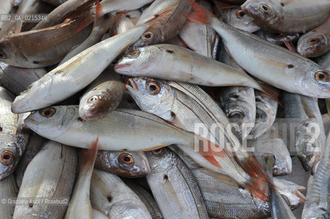 Arles (France - Provence - Provenza) 8/09 - fish market ©Graziano Arici/Rosebud2 geo pesce gastronomia