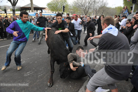 Arles (France - Provence - Provenza) 8/09 -Feria de Paques  horses and bulls ©Graziano Arici/Rosebud2 geo cavallo toro