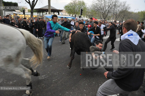 Arles (France - Provence - Provenza) 8/09 -Feria de Paques  horses and bulls ©Graziano Arici/Rosebud2 geo cavallo toro