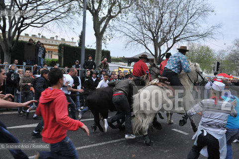 Arles (France - Provence - Provenza) 8/09 -Feria de Paques  horses and bulls ©Graziano Arici/Rosebud2 geo cavallo toro