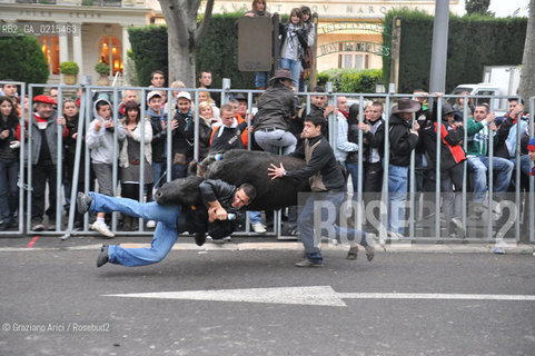 Arles (France - Provence - Provenza) 8/09 -Feria de Paques  horses and bulls ©Graziano Arici/Rosebud2 geo cavallo toro