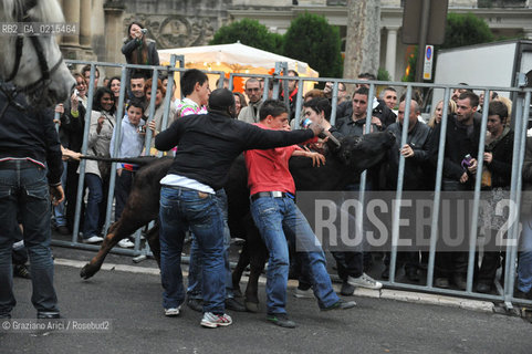 Arles (France - Provence - Provenza) 8/09 -Feria de Paques  horses and bulls ©Graziano Arici/Rosebud2 geo cavallo toro