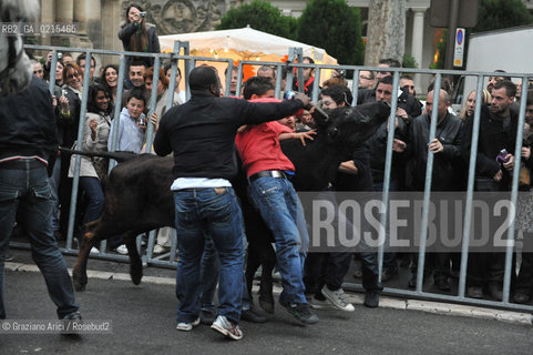 Arles (France - Provence - Provenza) 8/09 -Feria de Paques  horses and bulls ©Graziano Arici/Rosebud2 geo cavallo toro