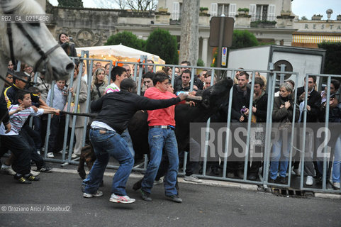 Arles (France - Provence - Provenza) 8/09 -Feria de Paques  horses and bulls ©Graziano Arici/Rosebud2 geo cavallo toro