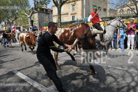 Arles (France - Provence - Provenza) 8/09 -Feria de Paques  horses and bulls ©Graziano Arici/Rosebud2 geo cavallo toro.