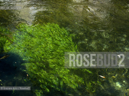 Isle-sur-la-Sorgue (France , Provence) 10/8/ 2010 : water of the Sorgue River petrarca geo ©Graziano Arici/Rosebud2