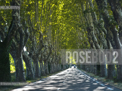 St.Remy-de-Provence (France , Provence) 10/8/ 2010 : Avenue with trees near St.Remy geo albero©Graziano Arici/Rosebud2