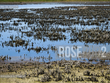 Arles (France , Provence) 10/8/ 2010 : Camargue Park Arles geo feria ©Graziano Arici/Rosebud2