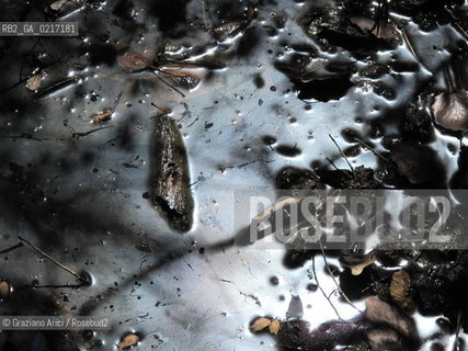 Arles (France , Provence) 10/8/ 2010 : Camargue Park Arles geo feria ©Graziano Arici/Rosebud2