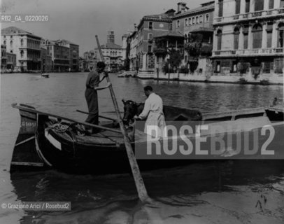 Venice,1953. Trasporto del latte fresco con mucca lungo il Canal Grande. Door to door service by milkman along the Grand Canal. latte; mucca, Canal Grande - La cessione dei diritti si intende per quanto di nostra competenza; non comprende invece le eventuali spese relative a diritti che potranno essere richiesti dagli Enti cui appartengono le opere riprese. Tali costi, ove neccessari, e l’espletamento di qualsivoglia pratica di richiesta permessi sono esclusivamente  a  carico del committente.  © ARCHIVIO Graziano Arici/Rosebud2 