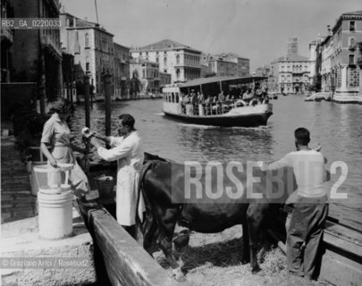 Venice,1951. Ettore Angelo porta il latte a domicilio lungo il Canal Grande. Door to door service by milkman along the Grand Canal. latte; mucca, Canal Grande. La cessione dei diritti si intende per quanto di nostra competenza; non comprende invece le eventuali spese relative a diritti che potranno essere richiesti dagli Enti cui appartengono le opere riprese. Tali costi, ove neccessari, e l’espletamento di qualsivoglia pratica di richiesta permessi sono esclusivamente  a  carico del committente.  © ARCHIVIO Graziano Arici/Rosebud2 