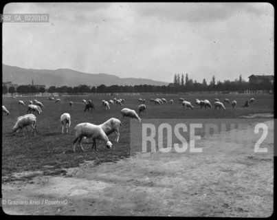 -TORINO, AUTORE WILLIAM H.RAU FOTOGRAFO PHILADELPHIA,PENNA. NEI PRESSI DI PIAZZA DARMI,SENZA DATA. LASTRA  IN VETRO PER LANTERNA MAGICA, CM 10X8. PIAZZA DARMI,PECORA,GREGGE,TORINO, GEOGRAFIA. FOTOANTICHE .-TURIN, AUTHOR WILLIAM H.RAU PHOTOGRAPHER PHILADELPHIA,PENNA. PIAZZA DARMI, UNDATED. GLASS SLIDE FOR MAGIC LANTERN, CM 10X8. TURIN,SQUARE  © ARCHIVIO Graziano Arici/Rosebud2 