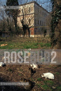 - Venezia, 1993. Isola di San Clemente nella laguna sud di Venezia.Rifugio per gatti.Dal 1834 al 1992 lisola divenne manicomio femminile. Dopo i numerosi saccheggi subiti oggi è diventata rifugio per gatti randagi grazie ai volontari  dellassociazione Dingo. Geo gatti isola rifugio manicomio volontariato volontari.- Venice,1993.The Island of San Clemente in the South Lagoon of Venice.Refuge for cats.From 1834 to 1992 it was used as a girls mental hospital.Sacked in 1992, it became a refuge for stray cats , thanks to voluntary dingo association ©Graziano Arici/Rosebud2