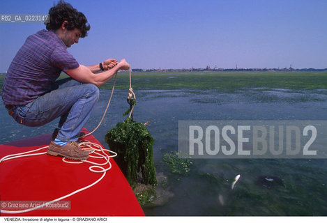 Localizzazione:..VENEZIA..Oggetto:..Soggetto:..INVASIONE DI ALGHE IN LAGUNA / PESCE..Cronologia: ..Definizione Culturale:..   Autore: ..   Stile: ..   Editori/Stampatori:..   Committenza:..Materia e Tecnica:..Collocazione:..Note:..PROBLEMI INQUINAMENTO..Riproduzione Fotografica:..Graziano Arici/Rosebud2 .Copyright:..Graziano Arici/Rosebud2 .Data:..1985..Costo:..A..