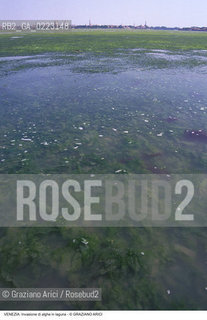 Localizzazione:..VENEZIA..Oggetto:..Soggetto:..INVASIONE DI ALGHE IN LAGUNA..Cronologia: ..Definizione Culturale:..   Autore: ..   Stile: ..   Editori/Stampatori:..   Committenza:..Materia e Tecnica:..Collocazione:..Note:..PROBLEMI INQUINAMENTO..Riproduzione Fotografica:..Graziano Arici/Rosebud2 .Copyright:..Graziano Arici/Rosebud2 .Data:..1990..Costo:..A..