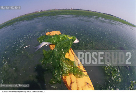 Localizzazione:..VENEZIA..Oggetto:..Soggetto:..INVASIONE DI ALGHE IN LAGUNA / MORIA DI PESCE..Cronologia: ..Definizione Culturale:..   Autore: ..   Stile: ..   Editori/Stampatori:..   Committenza:..Materia e Tecnica:..Collocazione:..Note:..PROBLEMI INQUINAMENTO..Riproduzione Fotografica:..Graziano Arici/Rosebud2 .Copyright:..Graziano Arici/Rosebud2 .Data:..1990..Costo:..A..
