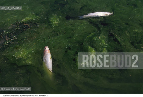 Localizzazione:..VENEZIA..Oggetto:..Soggetto:..INVASIONE DI ALGHE IN LAGUNA / MORIA DI PESCE..Cronologia: ..Definizione Culturale:..   Autore: ..   Stile: ..   Editori/Stampatori:..   Committenza:..Materia e Tecnica:..Collocazione:..Note:..PROBLEMI INQUINAMENTO..Riproduzione Fotografica:..Graziano Arici/Rosebud2 .Copyright:..Graziano Arici/Rosebud2 .Data:..1990..Costo:..A..