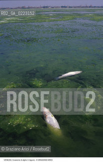 Localizzazione:..VENEZIA..Oggetto:..Soggetto:..INVASIONE DI ALGHE IN LAGUNA / MORIA DI PESCE..Cronologia: ..Definizione Culturale:..   Autore: ..   Stile: ..   Editori/Stampatori:..   Committenza:..Materia e Tecnica:..Collocazione:..Note:..PROBLEMI INQUINAMENTO..Riproduzione Fotografica:..Graziano Arici/Rosebud2 .Copyright:..Graziano Arici/Rosebud2 .Data:..1990..Costo:..A..