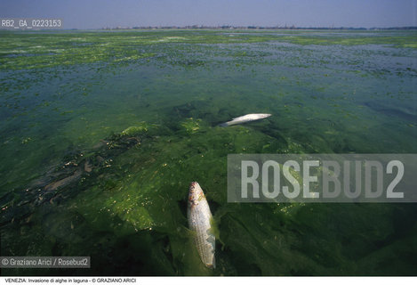 Localizzazione:..VENEZIA..Oggetto:..Soggetto:..INVASIONE DI ALGHE IN LAGUNA / MORIA DI PESCE..Cronologia: ..Definizione Culturale:..   Autore: ..   Stile: ..   Editori/Stampatori:..   Committenza:..Materia e Tecnica:..Collocazione:..Note:..PROBLEMI INQUINAMENTO..Riproduzione Fotografica:..Graziano Arici/Rosebud2 .Copyright:..Graziano Arici/Rosebud2 .Data:..1990..Costo:..A..