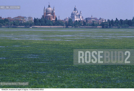 Localizzazione:..VENEZIA..Oggetto:..Soggetto:..INVASIONE DI ALGHE IN LAGUNA..Cronologia: ..Definizione Culturale:..   Autore: ..   Stile: ..   Editori/Stampatori:..   Committenza:..Materia e Tecnica:..Collocazione:..Note:..PROBLEMI INQUINAMENTO..Riproduzione Fotografica:..Graziano Arici/Rosebud2 .Copyright:..Graziano Arici/Rosebud2 .Data:..1990..Costo:..A..