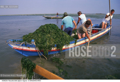 Localizzazione:..VENEZIA..Oggetto:..Soggetto:..RACCOLTA DI ALGHE IN LAGUNA / PESCATORI..Cronologia: ..Definizione Culturale:..   Autore: ..   Stile: ..   Editori/Stampatori:..   Committenza:..Materia e Tecnica:..Collocazione:..Note:..PROBLEMI INQUINAMENTO..Riproduzione Fotografica:..Graziano Arici/Rosebud2 .Copyright:..Graziano Arici/Rosebud2 .Data:..1990..Costo:..A..