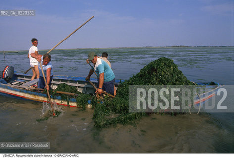 Localizzazione:..VENEZIA..Oggetto:..Soggetto:..RACCOLTA DI ALGHE IN LAGUNA / PESCATORI..Cronologia: ..Definizione Culturale:..   Autore: ..   Stile: ..   Editori/Stampatori:..   Committenza:..Materia e Tecnica:..Collocazione:..Note:..PROBLEMI INQUINAMENTO..Riproduzione Fotografica:..Graziano Arici/Rosebud2 .Copyright:..Graziano Arici/Rosebud2 .Data:..1990..Costo:..A..