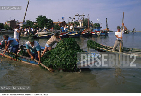 Localizzazione:..VENEZIA..Oggetto:..Soggetto:..RACCOLTA DI ALGHE IN LAGUNA / PESCATORI..Cronologia: ..Definizione Culturale:..   Autore: ..   Stile: ..   Editori/Stampatori:..   Committenza:..Materia e Tecnica:..Collocazione:..Note:..PROBLEMI INQUINAMENTO..Riproduzione Fotografica:..Graziano Arici/Rosebud2 .Copyright:..Graziano Arici/Rosebud2 .Data:..1990..Costo:..A..
