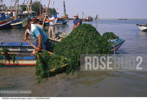Localizzazione:..VENEZIA..Oggetto:..Soggetto:..RACCOLTA DI ALGHE IN LAGUNA / PESCATORI..Cronologia: ..Definizione Culturale:..   Autore: ..   Stile: ..   Editori/Stampatori:..   Committenza:..Materia e Tecnica:..Collocazione:..Note:..PROBLEMI INQUINAMENTO..Riproduzione Fotografica:..Graziano Arici/Rosebud2 .Copyright:..Graziano Arici/Rosebud2 .Data:..1990..Costo:..A..