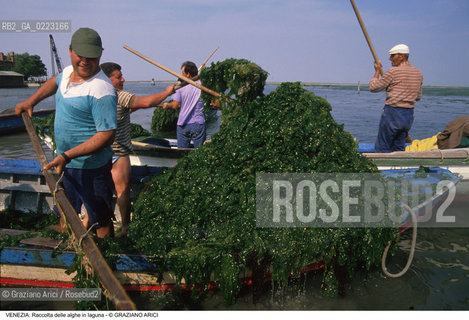 Localizzazione:..VENEZIA..Oggetto:..Soggetto:..RACCOLTA DI ALGHE IN LAGUNA / PESCATORI..Cronologia: ..Definizione Culturale:..   Autore: ..   Stile: ..   Editori/Stampatori:..   Committenza:..Materia e Tecnica:..Collocazione:..Note:..PROBLEMI INQUINAMENTO..Riproduzione Fotografica:..Graziano Arici/Rosebud2 .Copyright:..Graziano Arici/Rosebud2 .Data:..1990..Costo:..A..