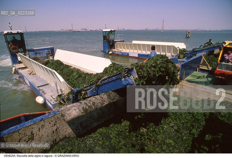 Localizzazione:..VENEZIA..Oggetto:..Soggetto:..RACCOLTA DI ALGHE IN LAGUNA / CONSORZIO VENEZIA NUOVA..Cronologia: ..Definizione Culturale:..   Autore: ..   Stile: ..   Editori/Stampatori:..   Committenza:..Materia e Tecnica:..Collocazione:..Note:..PROBLEMI INQUINAMENTO..Riproduzione Fotografica:..Graziano Arici/Rosebud2 .Copyright:..Graziano Arici/Rosebud2 .Data:..1990..Costo:..A..