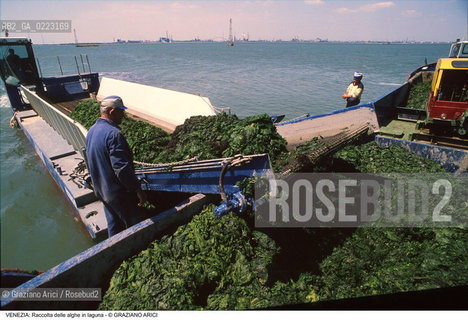 Localizzazione:..VENEZIA..Oggetto:..Soggetto:..RACCOLTA DI ALGHE IN LAGUNA / CONSORZIO VENEZIA NUOVA..Cronologia: ..Definizione Culturale:..   Autore: ..   Stile: ..   Editori/Stampatori:..   Committenza:..Materia e Tecnica:..Collocazione:..Note:..PROBLEMI INQUINAMENTO..Riproduzione Fotografica:..Graziano Arici/Rosebud2 .Copyright:..Graziano Arici/Rosebud2 .Data:..1990..Costo:..A..