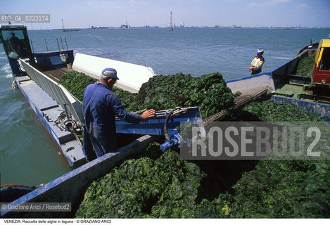 Localizzazione:..VENEZIA..Oggetto:..Soggetto:..RACCOLTA DI ALGHE IN LAGUNA / CONSORZIO VENEZIA NUOVA..Cronologia: ..Definizione Culturale:..   Autore: ..   Stile: ..   Editori/Stampatori:..   Committenza:..Materia e Tecnica:..Collocazione:..Note:..PROBLEMI INQUINAMENTO..Riproduzione Fotografica:..Graziano Arici/Rosebud2 .Copyright:..Graziano Arici/Rosebud2 .Data:..1990..Costo:..A..