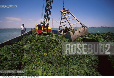 Localizzazione:..VENEZIA..Oggetto:..Soggetto:..RACCOLTA DI ALGHE IN LAGUNA / CONSORZIO VENEZIA NUOVA..Cronologia: ..Definizione Culturale:..   Autore: ..   Stile: ..   Editori/Stampatori:..   Committenza:..Materia e Tecnica:..Collocazione:..Note:..PROBLEMI INQUINAMENTO..Riproduzione Fotografica:..Graziano Arici/Rosebud2 .Copyright:..Graziano Arici/Rosebud2 .Data:..1990..Costo:..A..
