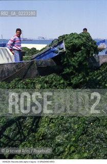 Localizzazione:..VENEZIA..Oggetto:..Soggetto:..RACCOLTA DI ALGHE IN LAGUNA / PESCATORI..Cronologia: ..Definizione Culturale:..   Autore: ..   Stile: ..   Editori/Stampatori:..   Committenza:..Materia e Tecnica:..Collocazione:..Note:..PROBLEMI INQUINAMENTO..Riproduzione Fotografica:..Graziano Arici/Rosebud2 .Copyright:..Graziano Arici/Rosebud2 .Data:..1990..Costo:..A..