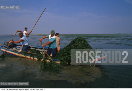 Localizzazione:..VENEZIA..Oggetto:..Soggetto:..RACCOLTA DI ALGHE IN LAGUNA / PESCATORI..Cronologia: ..Definizione Culturale:..   Autore: ..   Stile: ..   Editori/Stampatori:..   Committenza:..Materia e Tecnica:..Collocazione:..Note:..PROBLEMI INQUINAMENTO..Riproduzione Fotografica:..Graziano Arici/Rosebud2 .Copyright:..Graziano Arici/Rosebud2 .Data:..1990..Costo:..A