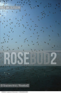 Localizzazione:..VENEZIA..Oggetto:..Soggetto:..INVASIONE DI CHIRONOMIDI..Cronologia: ..Definizione Culturale:..   Autore: ..   Stile: ..   Editori/Stampatori:..   Committenza:..Materia e Tecnica:..Collocazione:..Note:..PROBLEMI..Riproduzione Fotografica:..Graziano Arici/Rosebud2 .Copyright:..Graziano Arici/Rosebud2 .Data:..1985..Costo:..A