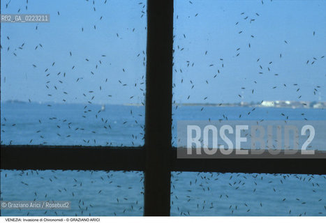 Localizzazione:..VENEZIA..Oggetto:..Soggetto:..INVASIONE DI CHIRONOMIDI..Cronologia: ..Definizione Culturale:..   Autore: ..   Stile: ..   Editori/Stampatori:..   Committenza:..Materia e Tecnica:..Collocazione:..Note:..PROBLEMI..Riproduzione Fotografica:..Graziano Arici/Rosebud2 .Copyright:..Graziano Arici/Rosebud2 .Data:..1985..Costo:..A