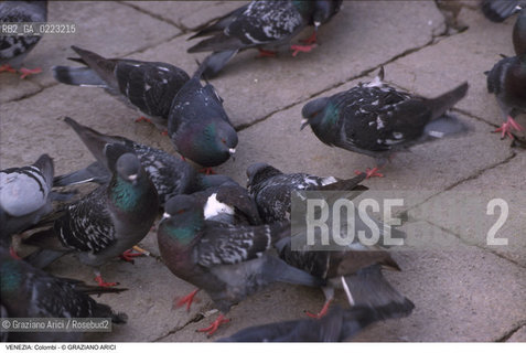 Localizzazione:..VENEZIA / S. MARCO..Oggetto:..Soggetto:..COLOMBI..Cronologia: ..Definizione Culturale:..   Autore: ..   Stile: ..   Editori/Stampatori:..   Committenza:..Materia e Tecnica:..Collocazione:..Note:..PROBLEMI INQUINAMENTO..Riproduzione Fotografica:..Graziano Arici/Rosebud2 .Copyright:..Graziano Arici/Rosebud2 .Data:..1999..Costo:..A