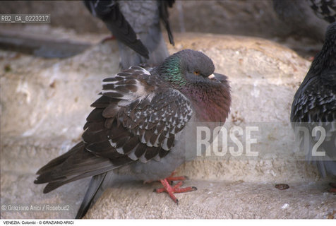 Localizzazione:..VENEZIA / S. MARCO..Oggetto:..Soggetto:..COLOMBI..Cronologia: ..Definizione Culturale:..   Autore: ..   Stile: ..   Editori/Stampatori:..   Committenza:..Materia e Tecnica:..Collocazione:..Note:..PROBLEMI INQUINAMENTO..Riproduzione Fotografica:..Graziano Arici/Rosebud2 .Copyright:..Graziano Arici/Rosebud2 .Data:..1999..Costo:..A