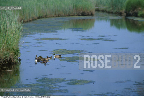 Localizzazione:..VENEZIA / ISOLA DI BURANO..Oggetto:..Soggetto:..LAGUNA UCCELLO..Cronologia: ....Definizione Culturale:..   Autore: ..   Stile: ..   Editori/Stampatori:..   Committenza:..Materia e Tecnica:..Collocazione:..Note:....Riproduzione Fotografica:..Graziano Arici/Rosebud2 .Copyright:..Graziano Arici/Rosebud2 .Data:..1995..Costo:..A..