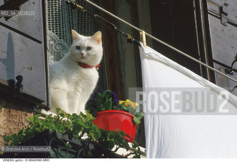 Localizzazione:..VENEZIA..Oggetto:..Soggetto:..GATTO PANNI BUCATO..Cronologia:.. ..Definizione Culturale:..   Autore: ..   Stile: ..   Editori/Stampatori:..   Committenza:..Materia e Tecnica:..Collocazione:..Note:..CALLI CAMPI E PONTI..Riproduzione Fotografica:..Copyright:..Graziano Arici/Rosebud2 .Data:..1990..Costo:..A