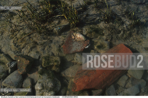 Caption: Nome:..BARENA SITO DI SAN LORENZO IN AMMIANA....Localizzazione:..VENEZIA /  LAGUNA NORD..VENICE /  THE NORTH LAGOON..Soggetto:..Strutture murarie a San Lorenzo di Ammiana pertinenti al monastero medievale TEGOLA CONCHIGLIE..ARCHEOLOGIA..Cronologia:......Autore:......Stile:......Editori Stampatori:......Committenza:......Materia e Tecnica:......Collocazione:......Note:....Riproduzione Fotografica:..Graziano Arici/Rosebud2 ...Copyright:..Graziano Arici / rosebud2/....Data:..1993....Costo:..A....Key:..ISOLE ABBANDONATE..UNINHABITED ISLANDS