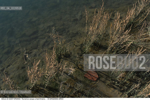 Caption: Nome:..ISOLA DI SANTARIANO....Localizzazione:..VENEZIA / ISOLA DI SANTARIANO / LAGUNA NORD..VENICE / THE ISLE OF SANTARIANO   / THE NORTH LAGOON..Soggetto:..ISOLA DI SANTARIANO /  Tra terra e acqua a Sant’Ariano...ARCHEOLOGIA..Cronologia:....Autore:......Stile:......Editori Stampatori:......Committenza:......Materia e Tecnica:......Collocazione:......Note:..NEL 1565 VIENE REALIZZATO UN MURO CHE RECINGE ANCORA OGGI LA PARTE DELLISOLA ALLORA DESTINATA AD OSSARIO..IN 1565 A WALL HAS BEEN BUILT TO SURROUND AN OSSUARY..Riproduzione Fotografica:..Graziano Arici/Rosebud2 ...Copyright:..Graziano Arici / rosebud2/....Data:..1993....Costo:..A....Key:..ISOLE ABBANDONATE..UNINHABITED ISLANDS