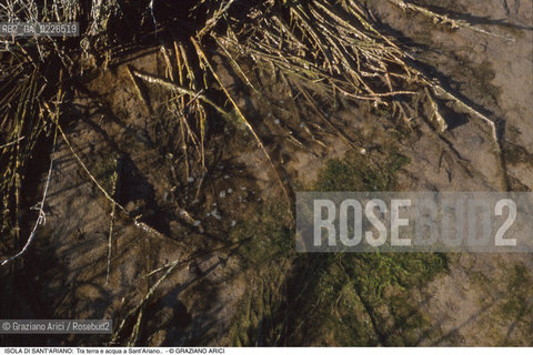 Caption: Nome:..ISOLA DI SANTARIANO....Localizzazione:..VENEZIA / ISOLA DI SANTARIANO / LAGUNA NORD..VENICE / THE ISLE OF SANTARIANO   / THE NORTH LAGOON..Soggetto:..ISOLA DI SANTARIANO /  Tra terra e acqua a Sant’Ariano BARENA..ARCHEOLOGIA..Cronologia:.. ..Autore:......Stile:......Editori Stampatori:......Committenza:......Materia e Tecnica:......Collocazione:......Note:..NEL 1565 VIENE REALIZZATO UN MURO CHE RECINGE ANCORA OGGI LA PARTE DELLISOLA ALLORA DESTINATA AD OSSARIO..IN 1565 A WALL HAS BEEN BUILT TO SURROUND AN OSSUARY..Riproduzione Fotografica:..Graziano Arici/Rosebud2 ...Copyright:..Graziano Arici / rosebud2/....Data:..1993....Costo:..A....Key:..ISOLE ABBANDONATE..UNINHABITED ISLANDS