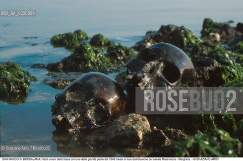 Caption: Nome:..BARENA SITO DI SAN MARCO IN BOCCALAMA....Localizzazione:..VENEZIA /  LAGUNA SUD..VENICE /  THE SOUTH LAGOON..Soggetto:..Resti umani dalla fossa comune della grande peste del 1348 messi in luce dall’erosione del canale Malamocco - Marghera TESCHIO..ARCHEOLOGIA..Cronologia:......Autore:......Stile:......Editori Stampatori:......Committenza:......Materia e Tecnica:......Collocazione:......Note:....Riproduzione Fotografica:..Graziano Arici/Rosebud2 ...Copyright:..Graziano Arici / rosebud2/....Data:..1993....Costo:..A....Key:..ISOLE ABBANDONATE..UNINHABITED ISLANDS