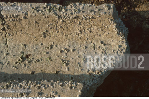 Caption: Nome:..BARENA SITO DI SAN MARCO IN BOCCALAMA....Localizzazione:..VENEZIA /  LAGUNA SUD..VENICE /  THE SOUTH LAGOON..Soggetto:..Gocciolatoio in pietra d’Istria dall’isola Campana..ARCHEOLOGIA..Cronologia:......Autore:......Stile:......Editori Stampatori:......Committenza:......Materia e Tecnica:......Collocazione:......Note:....Riproduzione Fotografica:..Graziano Arici/Rosebud2 ...Copyright:..Graziano Arici / rosebud2/....Data:..1993....Costo:..A....Key:..ISOLE ABBANDONATE..UNINHABITED ISLANDS
