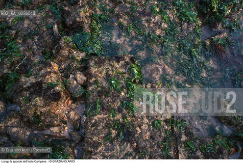 Caption: Nome:..BARENA SITO DI SAN MARCO IN BOCCALAMA....Localizzazione:..VENEZIA /  LAGUNA SUD..VENICE /  THE SOUTH LAGOON..Soggetto:..Lungo le sponde dell’isola Campana..ARCHEOLOGIA..Cronologia:......Autore:......Stile:......Editori Stampatori:......Committenza:......Materia e Tecnica:......Collocazione:......Note:....Riproduzione Fotografica:..Graziano Arici/Rosebud2 ...Copyright:..Graziano Arici / rosebud2/....Data:..1993....Costo:..A....Key:..ISOLE ABBANDONATE..UNINHABITED ISLANDS