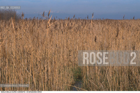Caption: Nome:..ISOLA LA CURA....Localizzazione:..VENEZIA / ISOLA LA CURA / LAGUNA NORD..VENICE / THE ISLE OF LA CURA / THE NORTH LAGOON..Soggetto:..ISOLA LA CURA CANNETO..ISLE OF LA CURA ..Cronologia:......Autore:......Stile:......Editori Stampatori:......Committenza:......Materia e Tecnica:......Collocazione:......Note:..LISOLA E STATA SEDE DI ATTIVITÀ AGRICOLE E DELLA PESCA..THE ISLAND HAS BEEN USED FOR AGRICULTURAL AND  FISHING PURPOSE ..Riproduzione Fotografica:..Graziano Arici/Rosebud2 ...Copyright:..Graziano Arici / rosebud2/....Data:..1993....Costo:..A....Key:..ISOLE ABBANDONATE..UNINHABITED ISLANDS